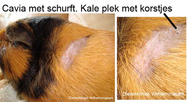 Cavia met schurft mijt krijgt jeuk en kale plekken met korstjes